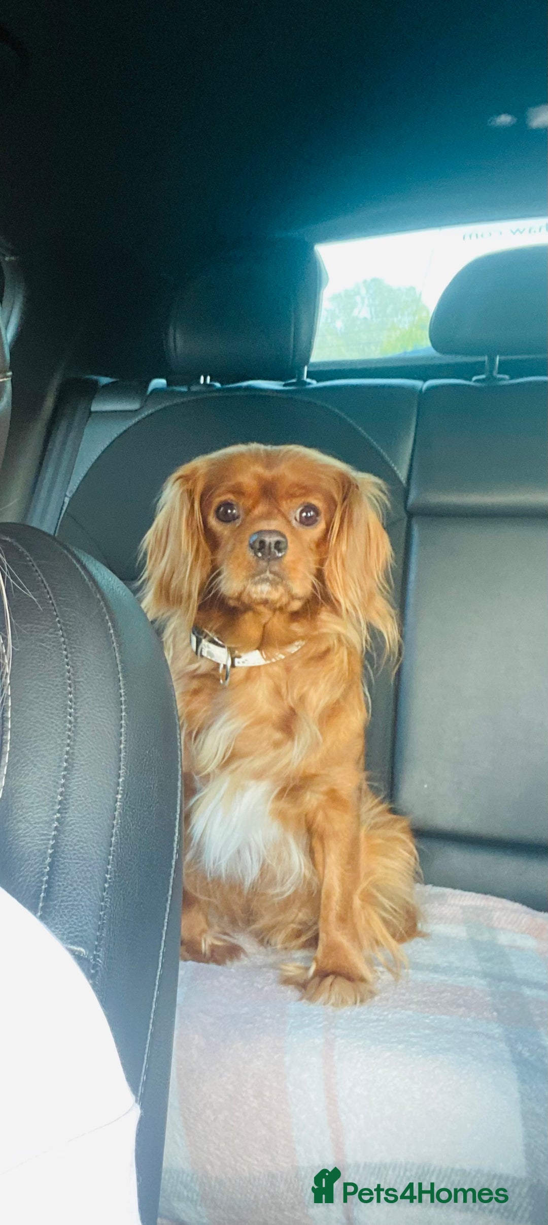 Cavalier King Charles Spaniel dogs for sale: Looking to Rehome my beloved girls. - Image 4