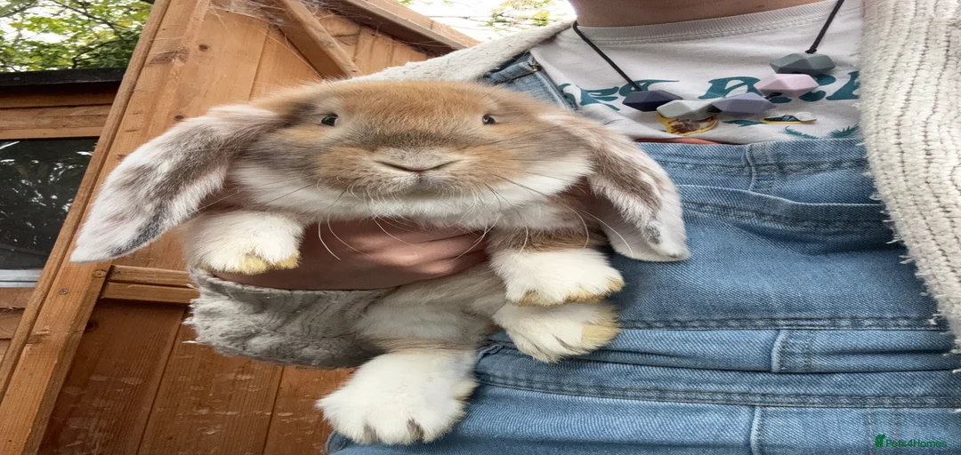 Gallery Image {{count}}