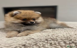 Pomeranian dogs for sale: Pomeranian tiny orange female   🧡🍊🐾 - Image 5