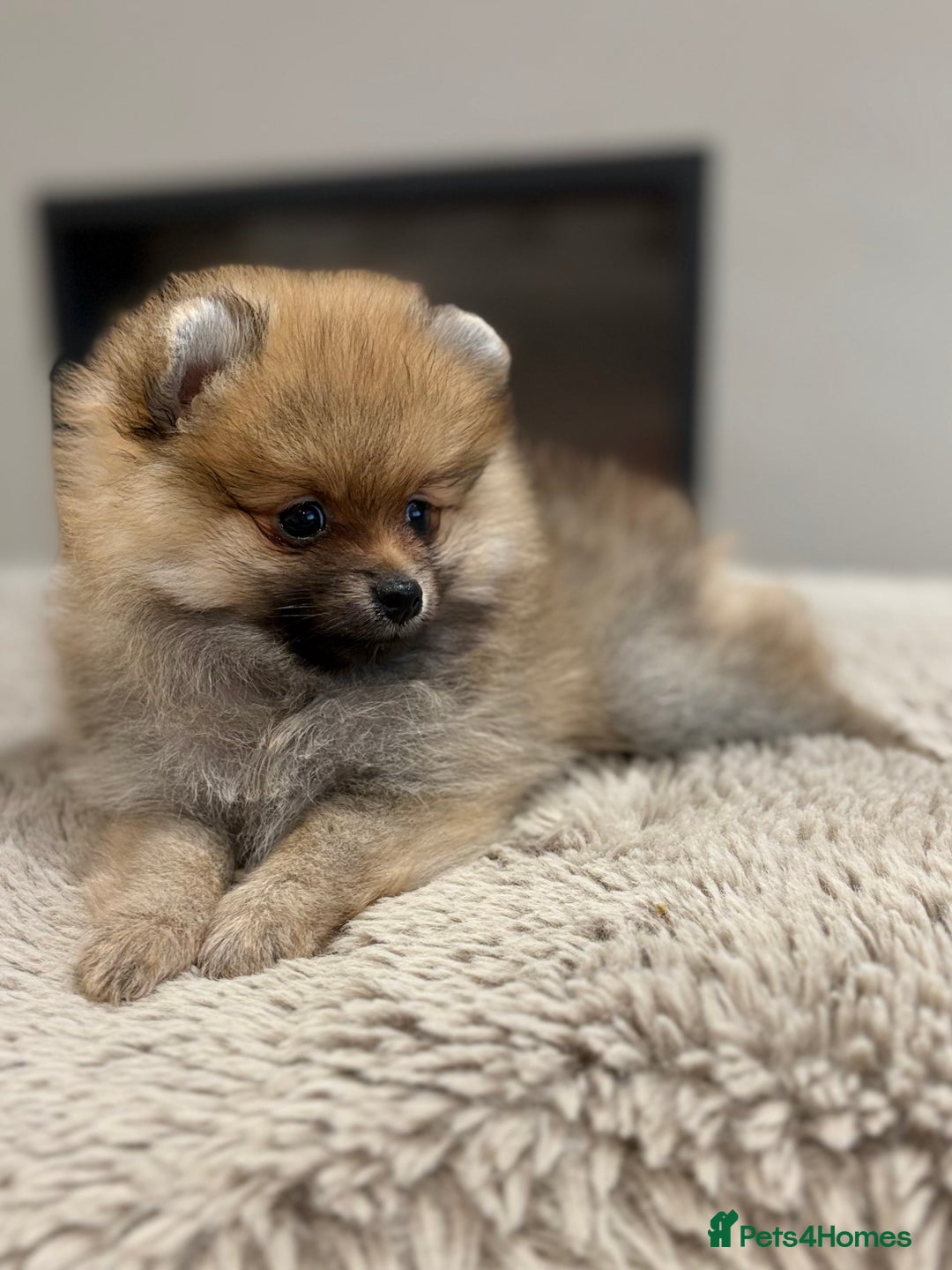 Pomeranian dogs for sale: Pomeranian tiny orange female   🧡🍊🐾 - Image 5