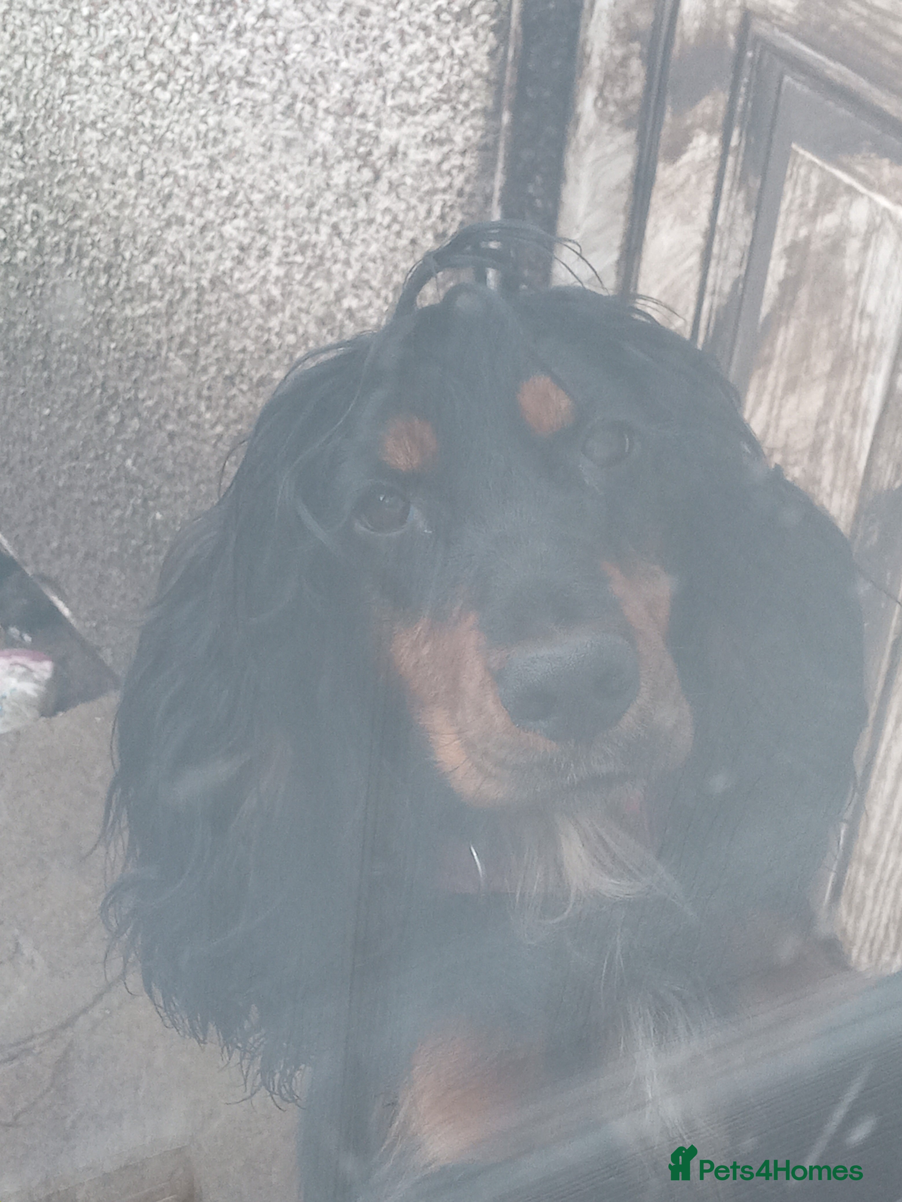 Cocker Spaniel dogs Female cockerspaniel mum she's 3 black chocolate  - Advert 18