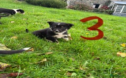 Border Collie dogs for sale: Border Collie puppies - Advert 5