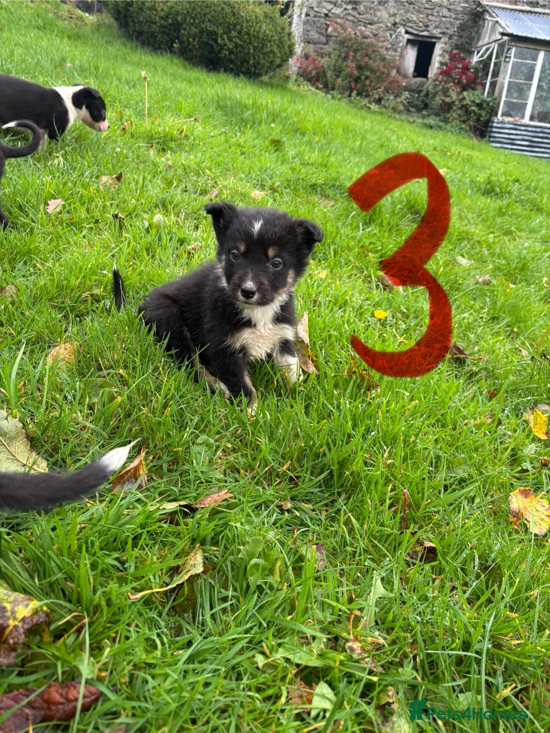 Border Collie dogs for sale: Border Collie puppies - Advert 5