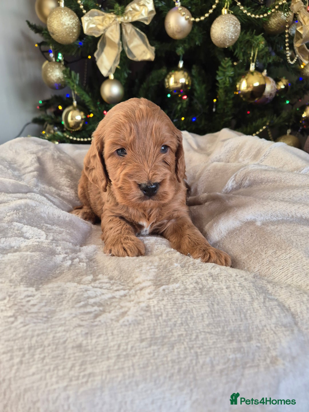 Cockapoo dogs for sale: Charmila Quality F1 Cockapoos  - Advert 5