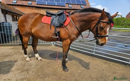 Other Breed horses for sale: 15.1 Welsh x thoroughbred  - Image 15