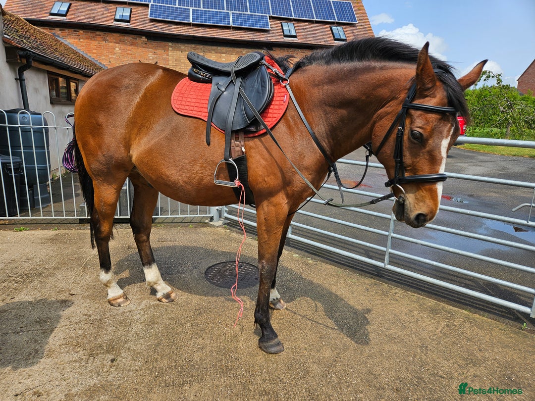 Other Breed horses for sale: 15.1 Welsh x thoroughbred  - Image 15