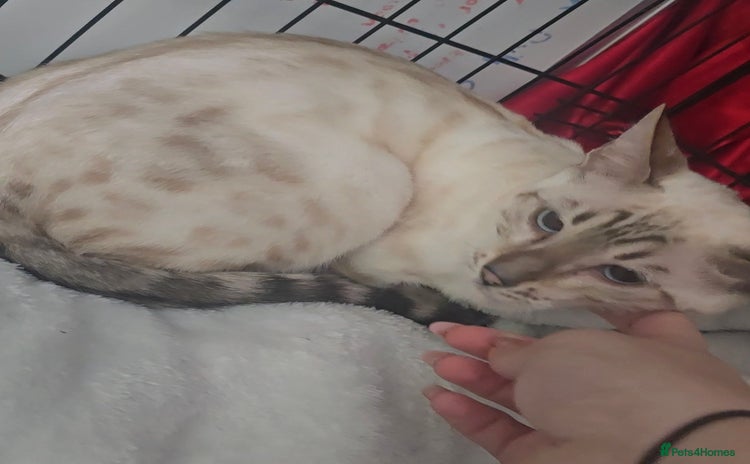 Bengal cats - Advert 15