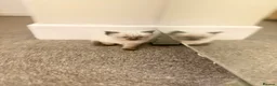 Ragdoll cats for sale: 🐾Last 2 Male Ragdolls 🐾 - Advert 3