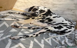 Dalmatian dogs for sale: 2 beautiful Dalmatian puppies 1 female 1 male - Image 13