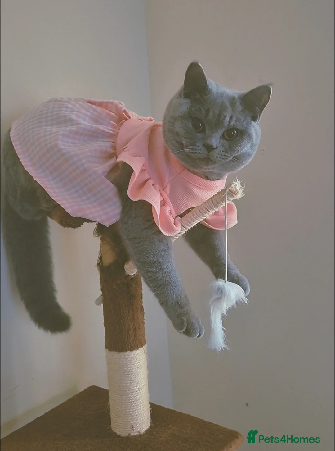 British Shorthair cats for sale: British Shorthair active Girl  - Advert 2