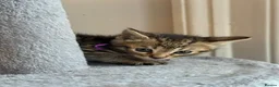 Bengal cats for sale: Mixed Bengal Breed  - Advert 7