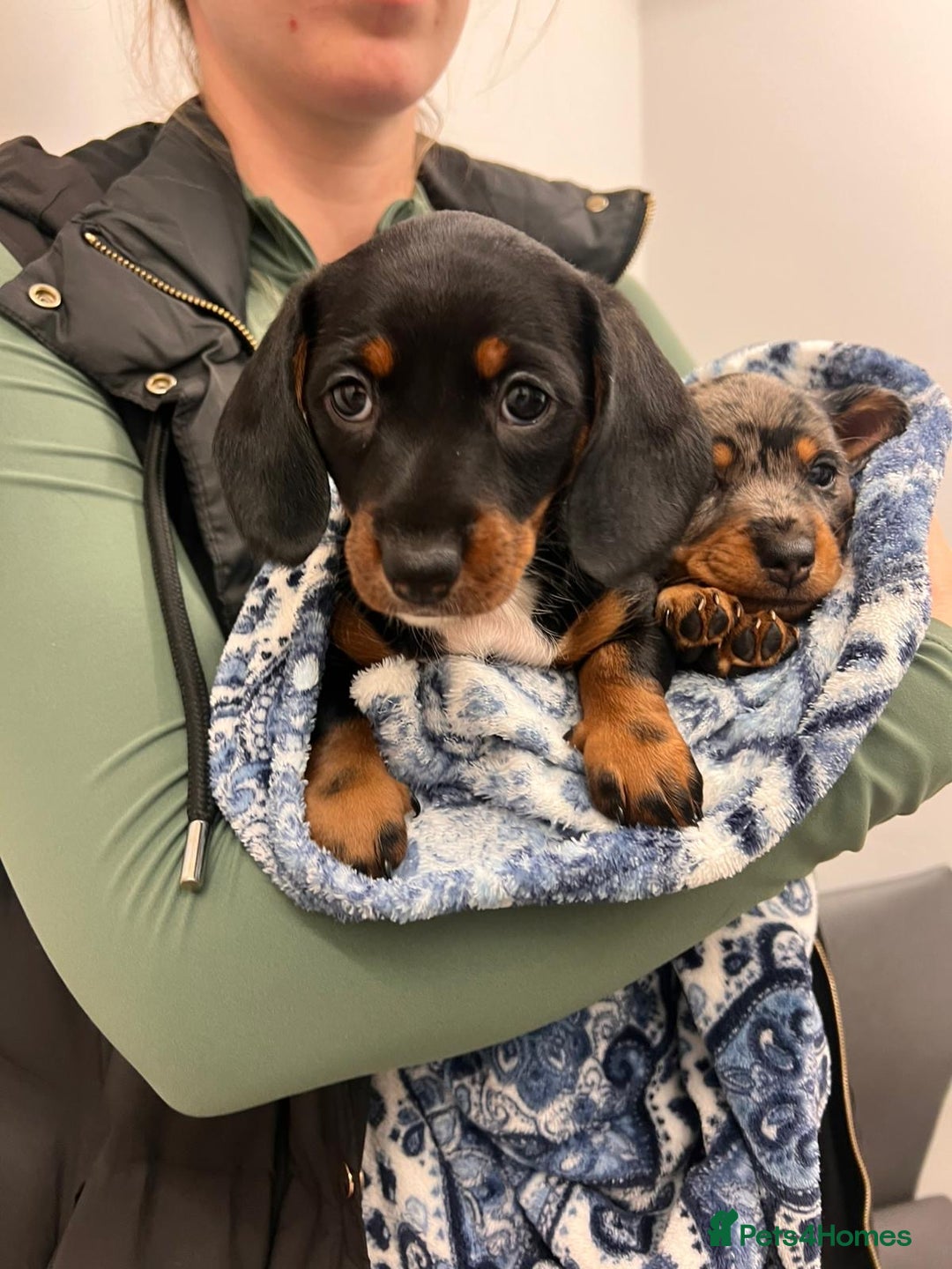Dachshund dogs for sale: Female Merle and Female Black & Tan Dachshund  - Advert 4