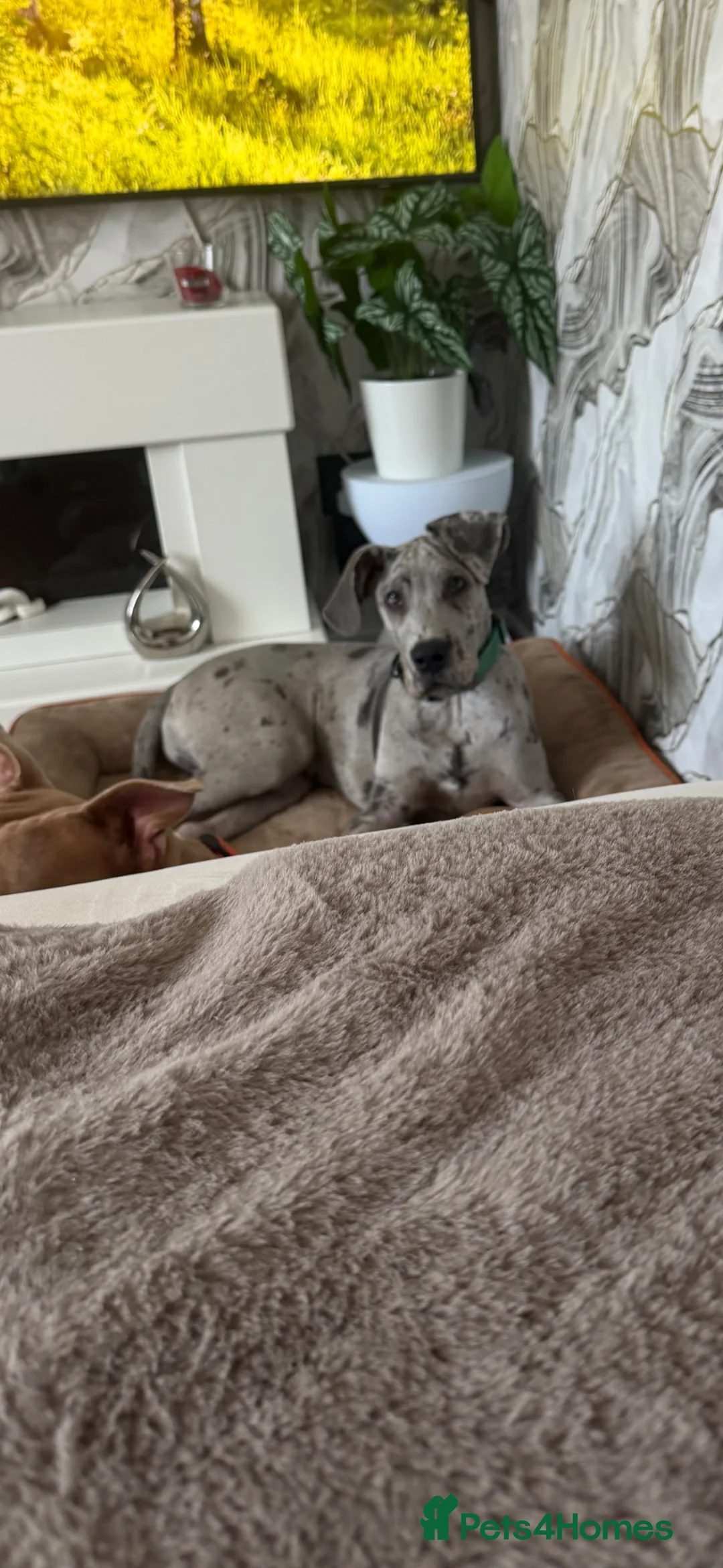 Great Dane dogs for sale: Male great dane  - Advert 1