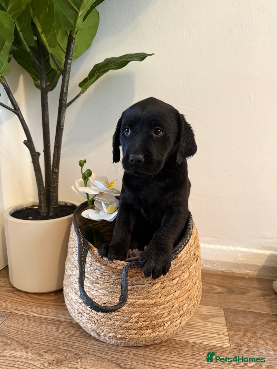 Labrador Retriever dogs for sale: Labrador pups for sale  - Advert 23