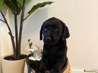 Labrador Retriever dogs Labrador pups for sale - Advert 9