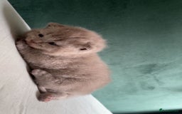 British Shorthair cats for sale: British shorthair Kittens - Image 7