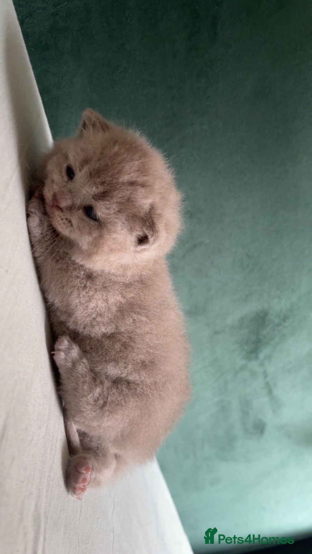 British Shorthair cats for sale: British shorthair Kittens - Image 7