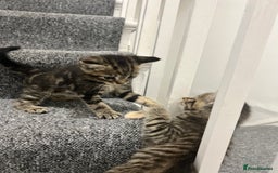 Domestic Shorthair cats for sale: Domestic Cats for sale🐈🐈‍⬛ - Image 11