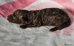 Miniature Poodle dogs for sale: Very well bred, health tested parents  - Image 3