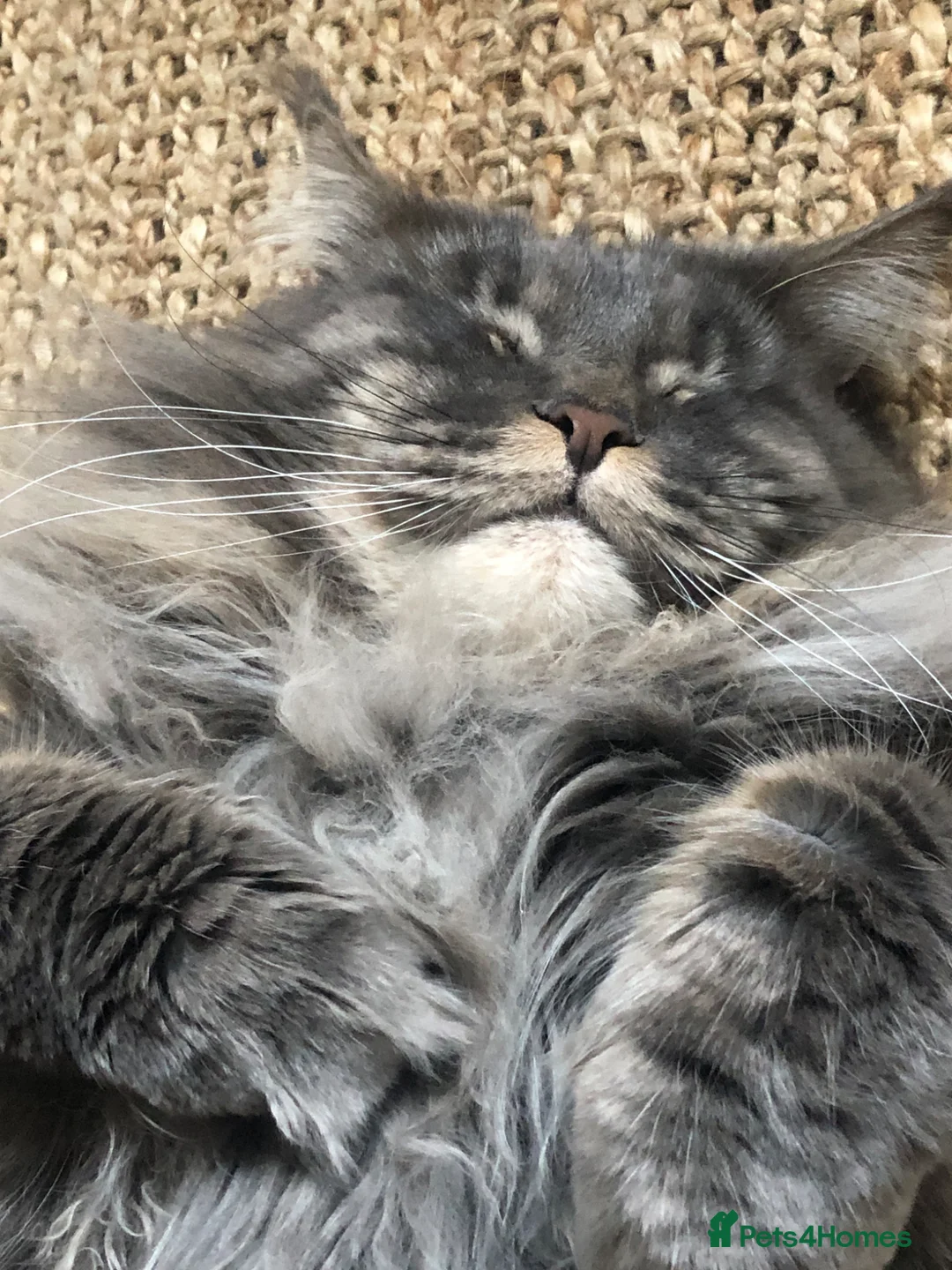 Maine Coon cats for sale: Blue Tabby Maine Coon Female  - Advert 2