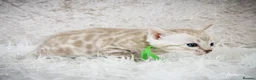 Bengal cats for sale: Stunning Silver Snow ❄️ Bengal Kittens  - Advert 19