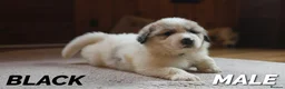Pyrenean Mountain Dog dogs for sale: Adorable Puppies, Looking For Forever Homes! - Advert 11