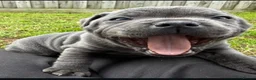 Staffordshire Bull Terrier dogs for sale: %Bloodline Staffordshire Bull Terrier Pups in Rugby - Advert 8
