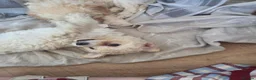 Mixed Breed dogs for sale: 2 Pups Left. Beautiful cavachon x cockapoo puppies - Advert 5