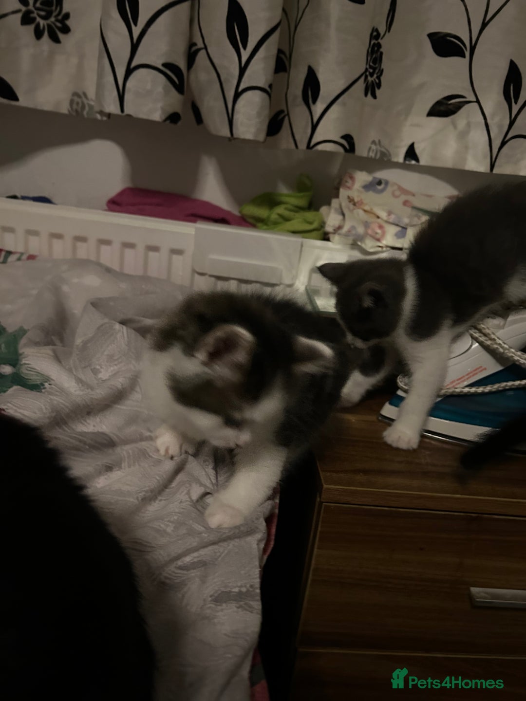 Mixed Breed cats for sale: Kittens are ready now  - Advert 13