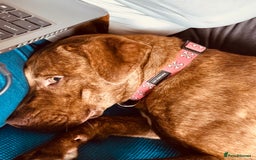 Mixed Breed dogs for sale: Beautiful loving girl  - Image 3