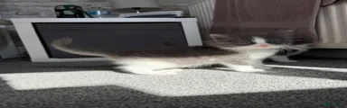 Ollie 