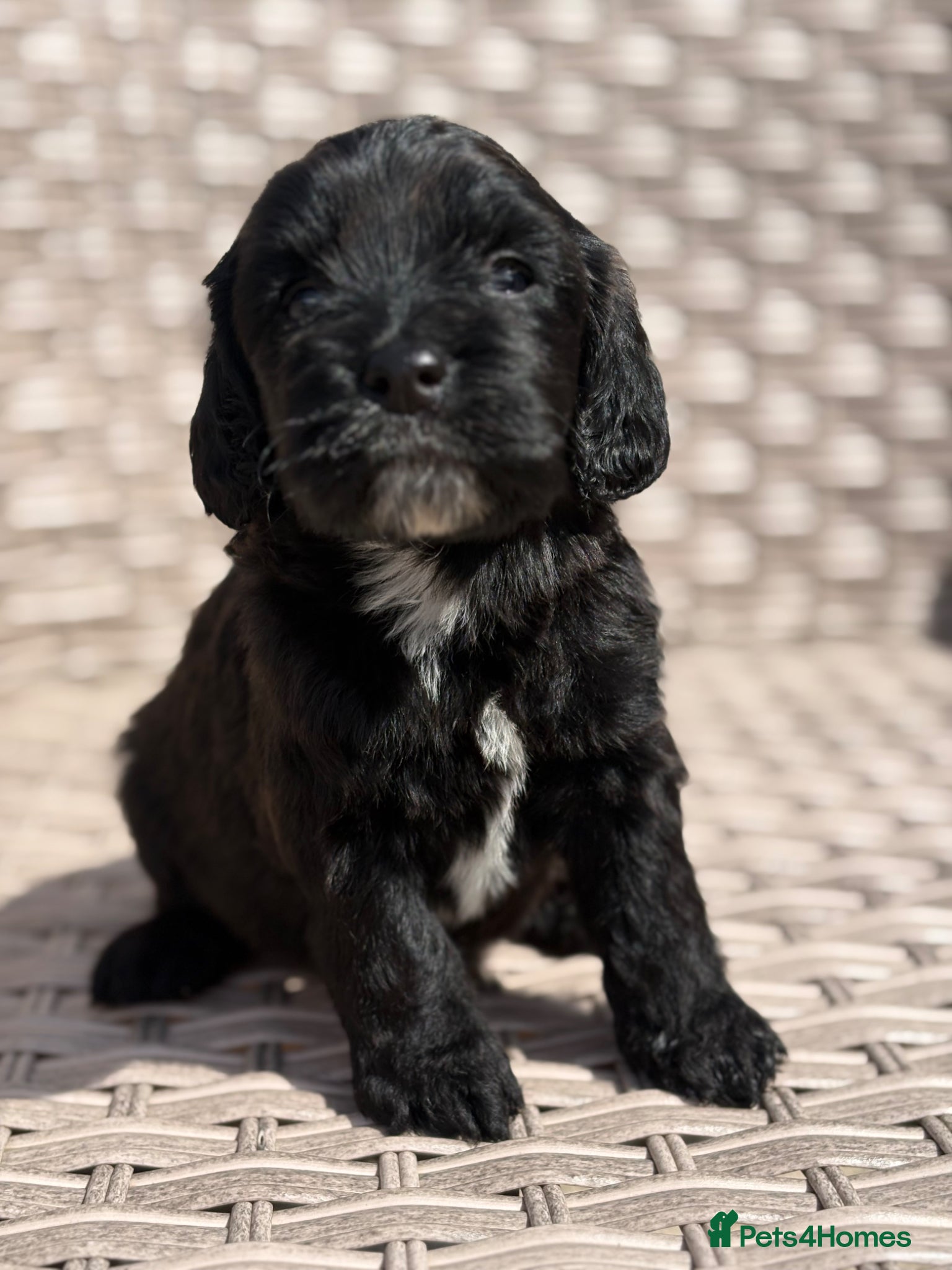 Cockapoo dogs Stunning F1 cockapoo puppies PRA FN clear - Advert 2