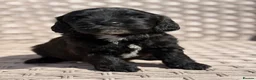 Cockapoo dogs for sale: PRA CLEAR F1 cockapoo puppies - Advert 11