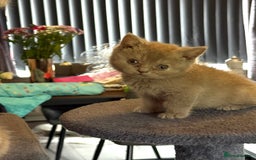 British Shorthair cats for sale: 2 Girls 3 Boys British Shorthairs - Image 8