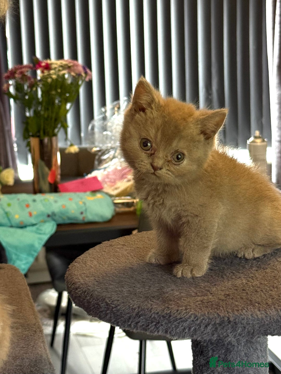 British Shorthair cats for sale: 2 Girls 3 Boys British Shorthairs - Image 8