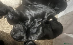 Goldador dogs for sale: Beautiful chunky goldador puppies  - Image 4