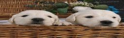 Golden Retriever dogs for sale: Chunky Cream Golden Retriever Puppies  - Advert 5