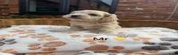 Maltipoo dogs for sale: Outstanding Maltipoo F1 puppies in Whitchurch - Advert 8
