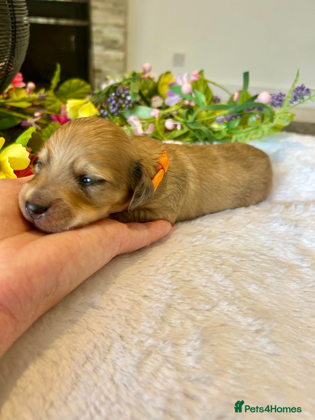 Miniature Dachshund dogs for sale: Cream Litter 5 Star Breeder ⭐️⭐️⭐️⭐️⭐️  - Image 10