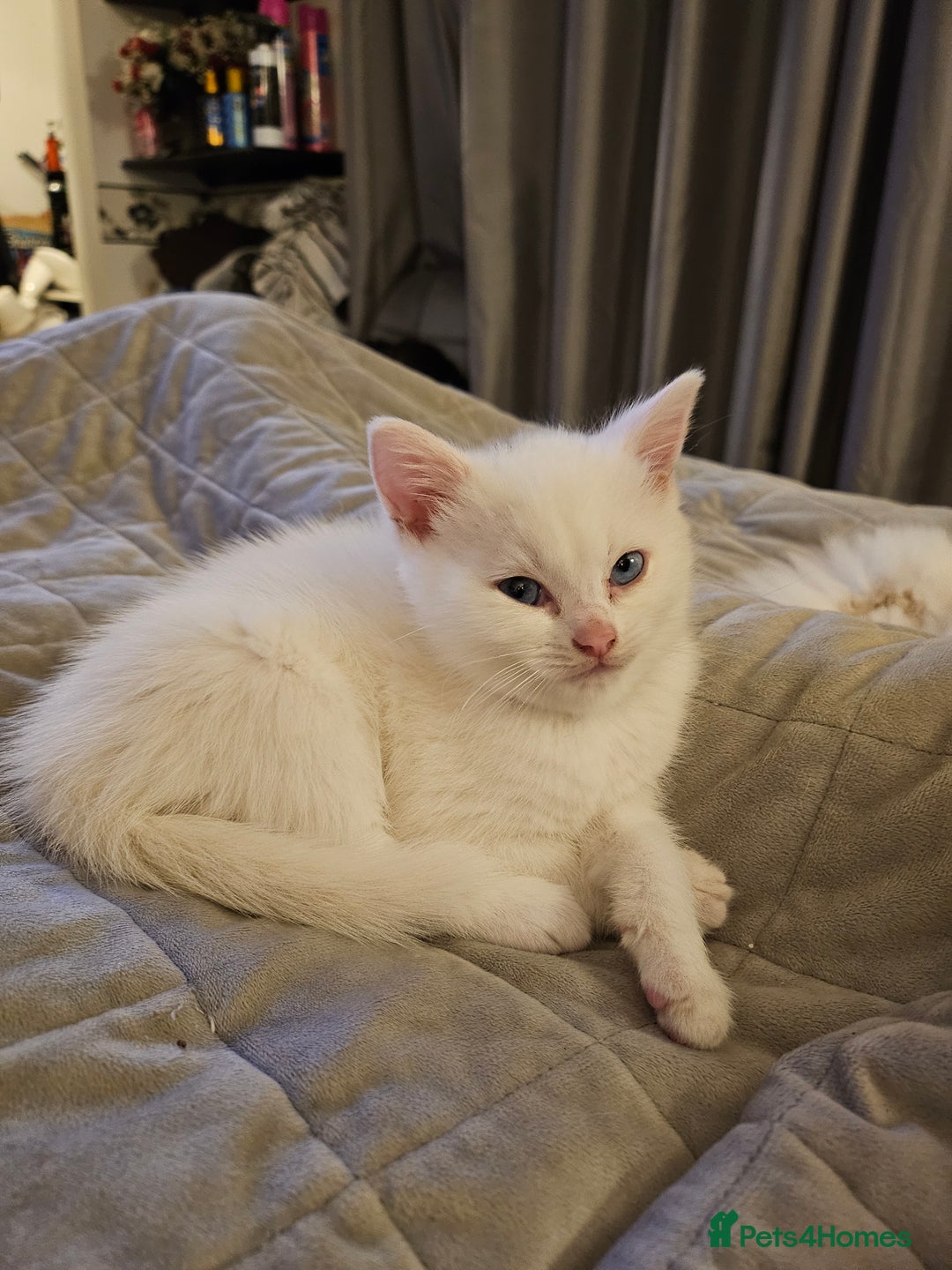 British Longhair cats for sale: BLH and BSH - Advert 20