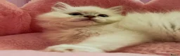 Ragdoll cats for sale: TICA Active Registered Ragdoll Kittens - Advert 9