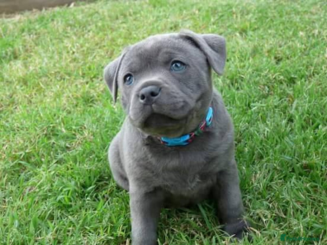 Staffordshire Bull Terrier dogs for sale: Staffordshire Bull Terrier Puppies for Sale - Advert 4