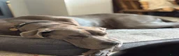 Great Dane dogs for sale: Blue Great Dane for rehoming  in Great Yarmouth - Advert 1