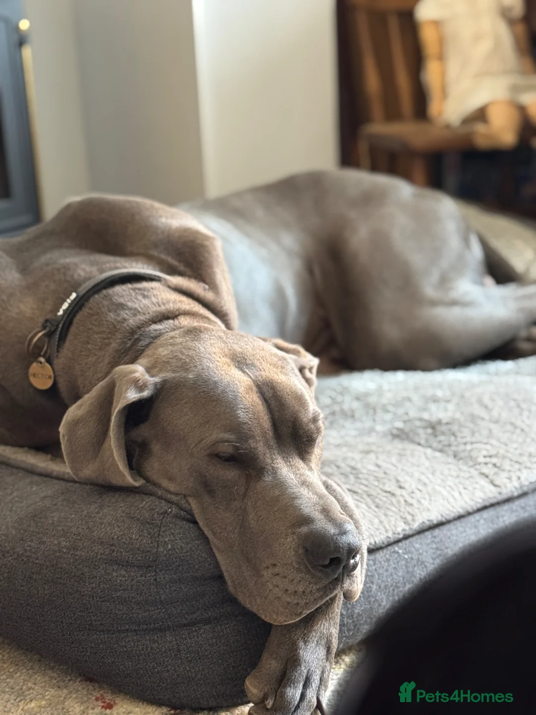 Great Dane dogs for sale: Blue Great Dane for rehoming  in Great Yarmouth - Advert 1