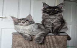 Maine Coon cats for sale:  LAST Black Smoke Maine coon girl available  - Image 5