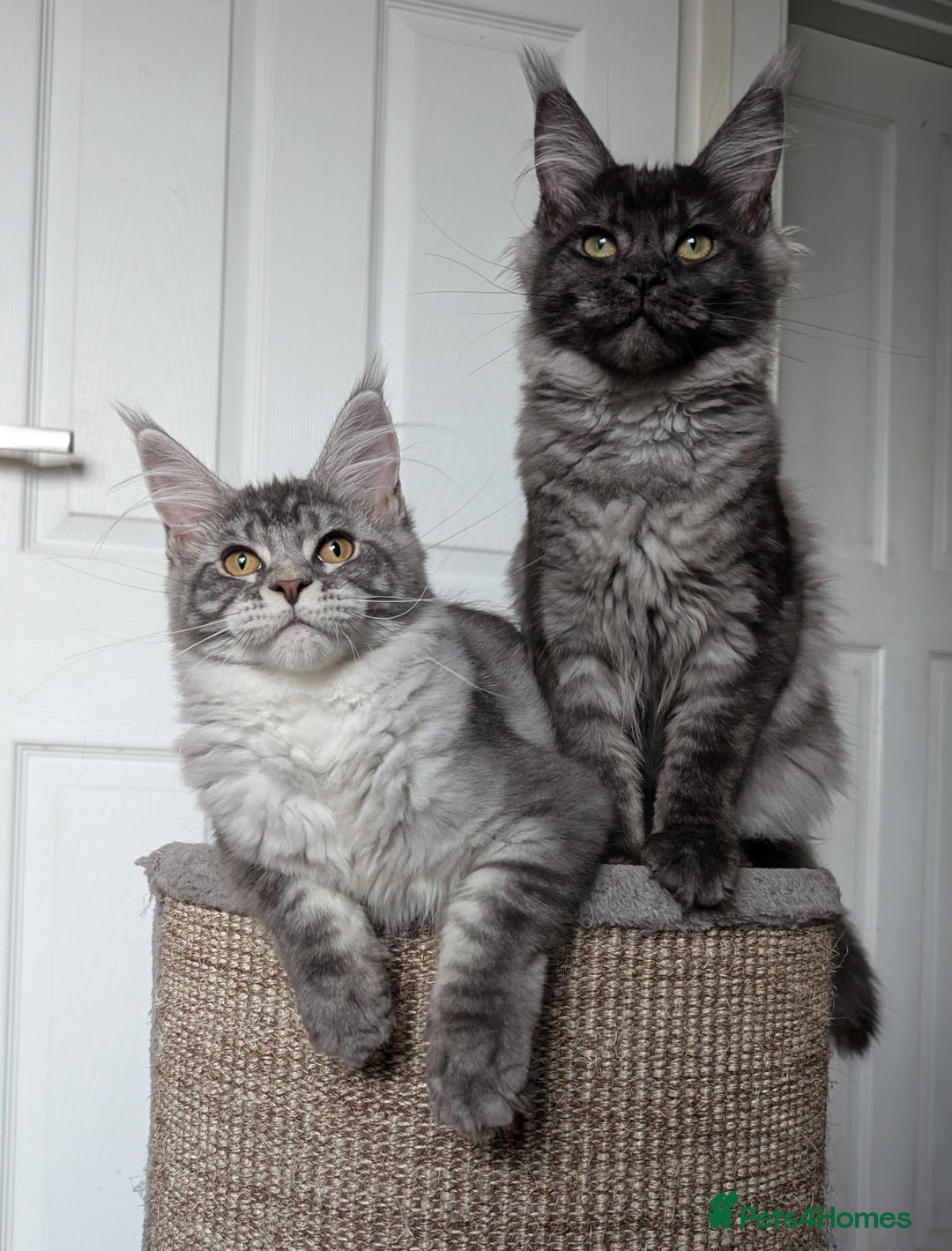 Maine Coon cats for sale:  LAST Black Smoke Maine coon girl available  - Image 5