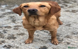 Labrador Retriever dogs for sale: Foxred Labrador - Image 1