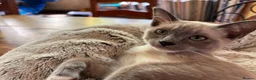 Tonkinese cats for sale: Exquisite Kittens- Tonkinese Dolls - Advert 6