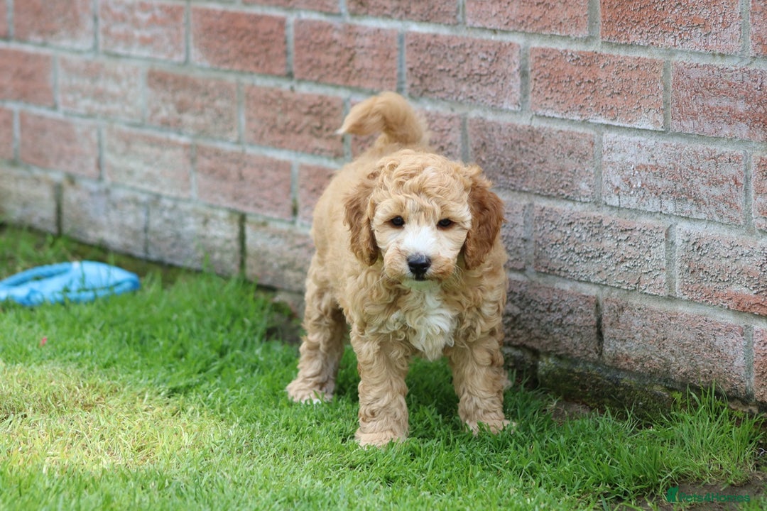 Cockapoo dogs for sale: Beautiful F1 Cockapoo puppies for sale - Image 21