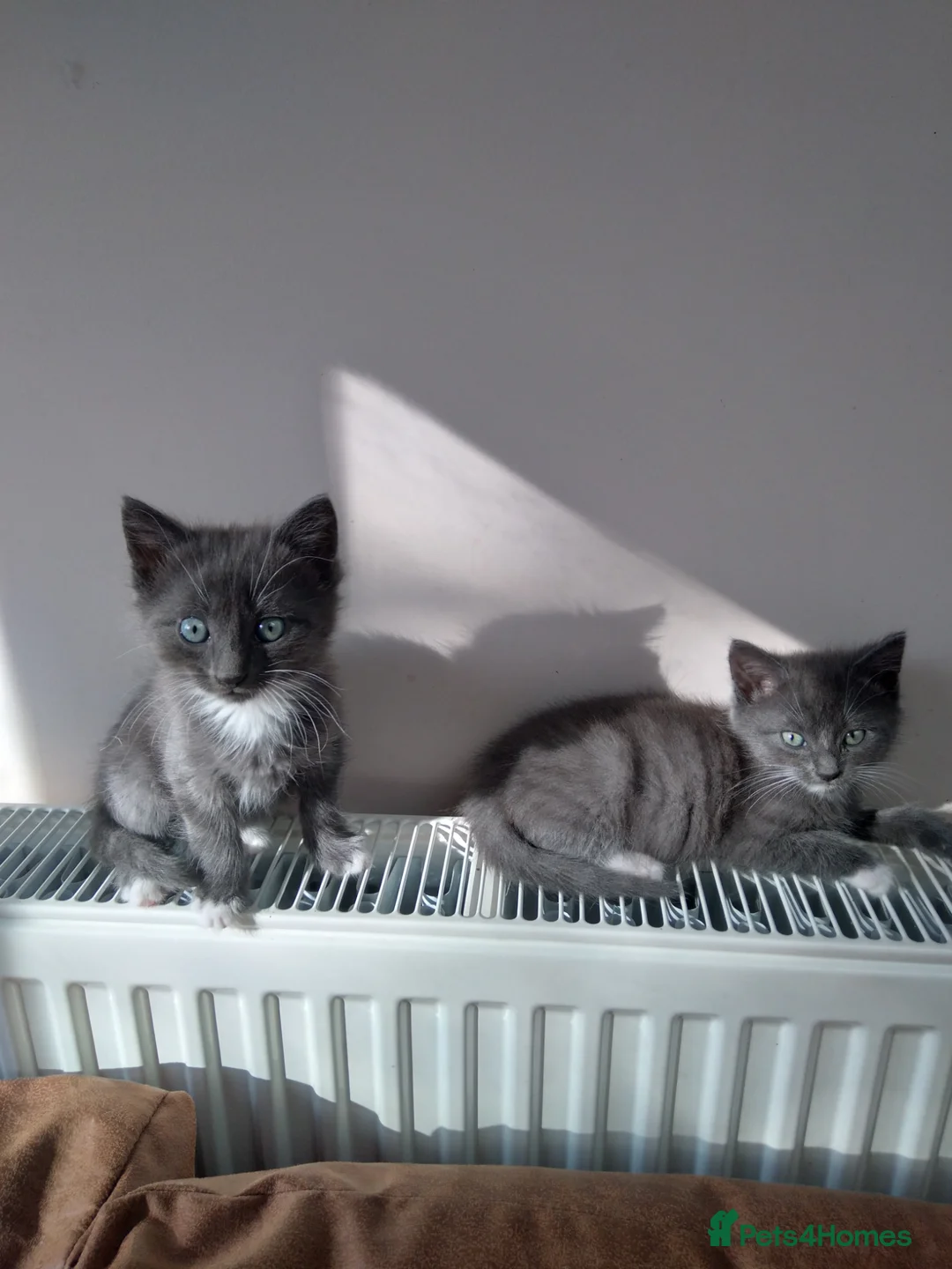 Mixed Breed cats for sale: Beautiful grey kittens  - Advert 2